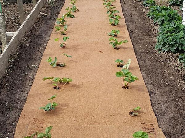 plan de plantation de fraises