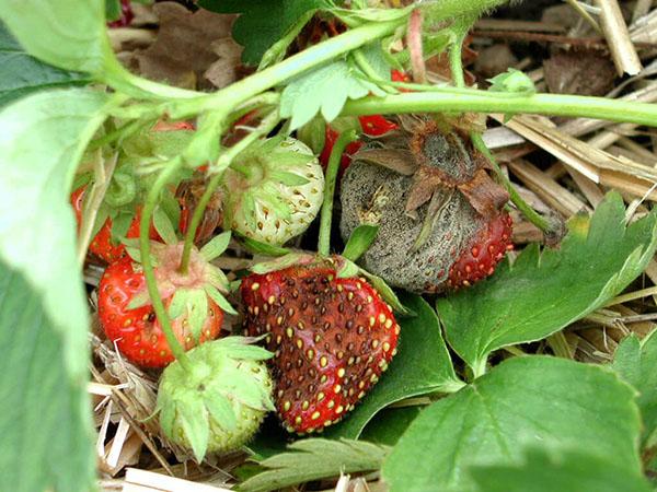 fresas podridas