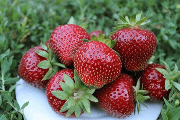 fraise du jardin Malvina