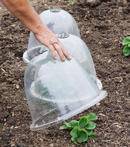 bouchons pour protéger les fraises du jardin