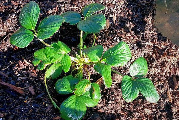 fraises au mois de mai