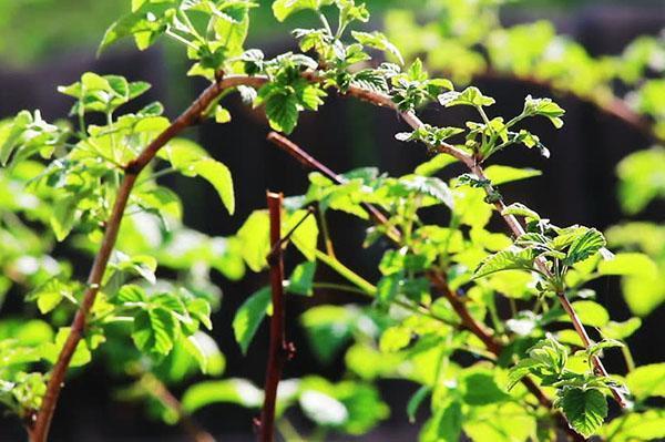 framboises en mai