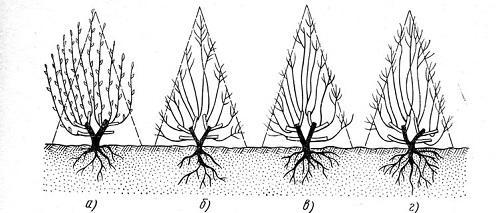 formación de jazmín