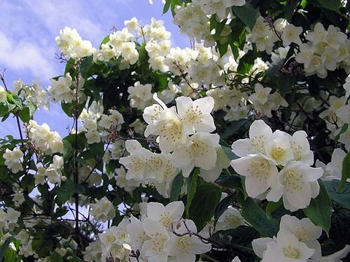 jasmin