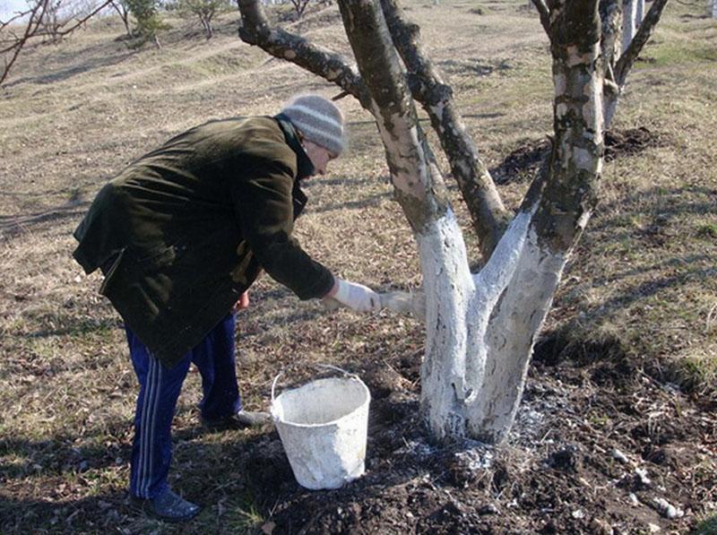 application de vitriol de fer dans le jardinage en automne blanchiment à la chaux