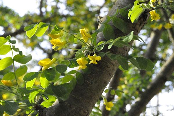 flores de acacia amarilla
