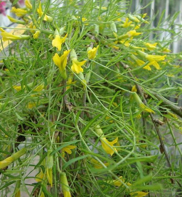 acacia amarilla llorona