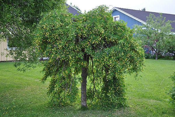 la formación de caragana con un tallo
