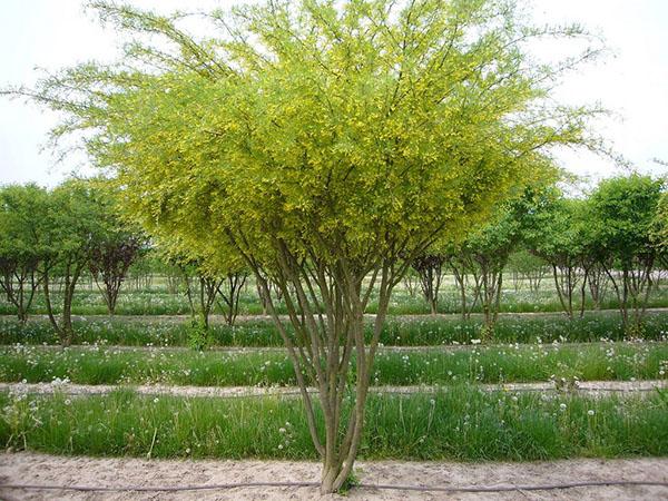 caragana en el vivero