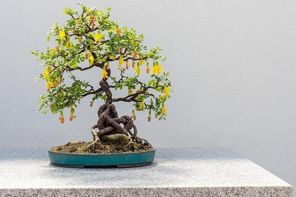 bonsai de caragana