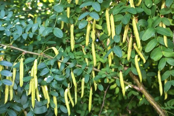 las semillas de acacia amarilla maduran