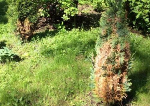 Thuja se vuelve amarilla debido al exceso de sol