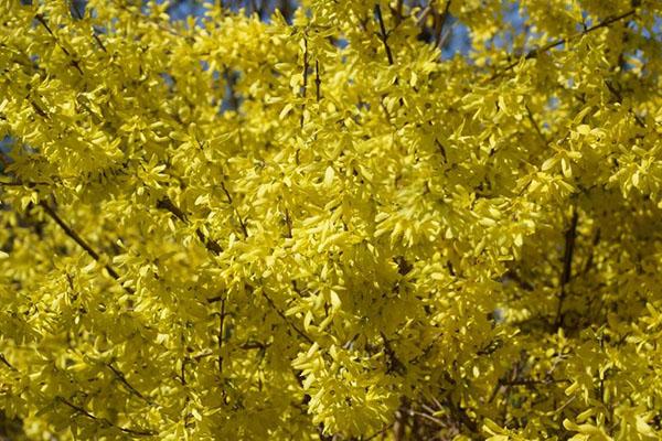 forsythia a principios de primavera