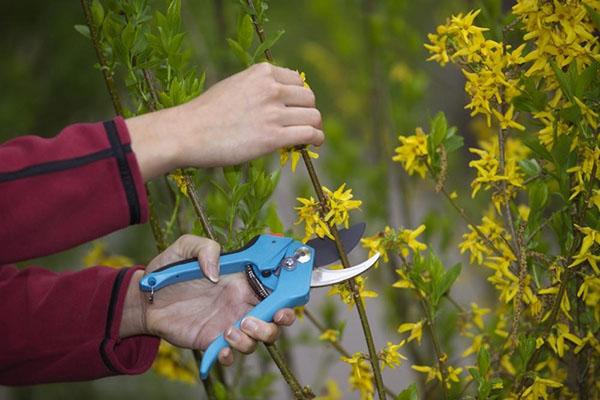 taille du forsythia