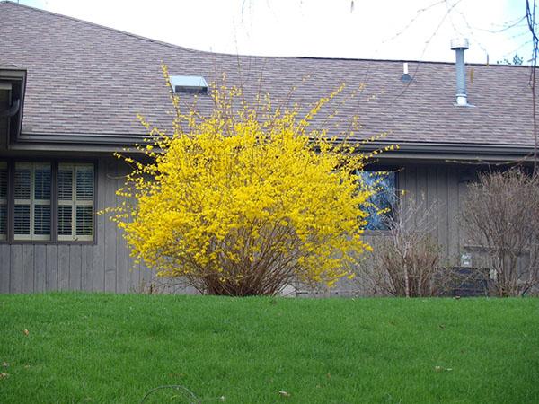 fleurs d'arbustes de forsythia jaune