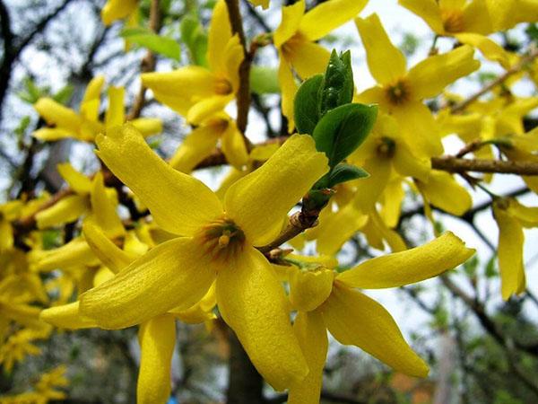 flor brillante de forsythia