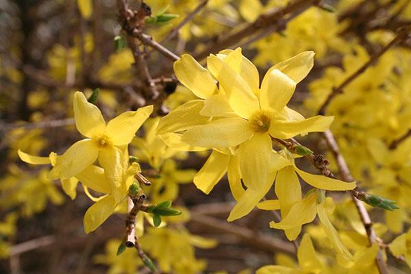 arbuste de forsythia jaune sur la parcelle