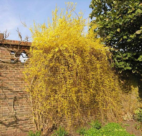 forsythia tombant