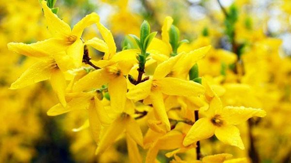 Forsythia Linwood