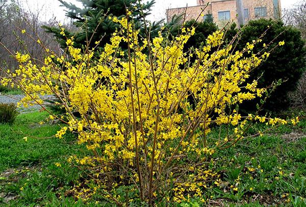 forsythia ovoïde