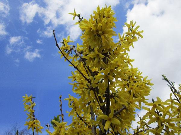 forsythia giralda