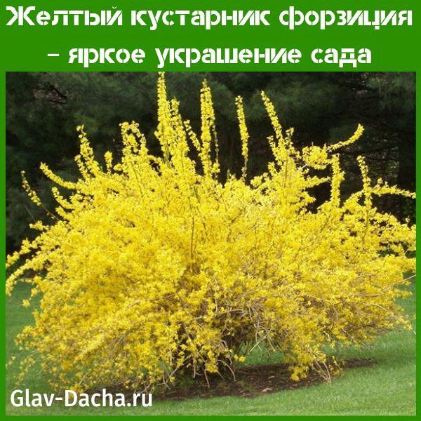 arbusto forsythia amarillo