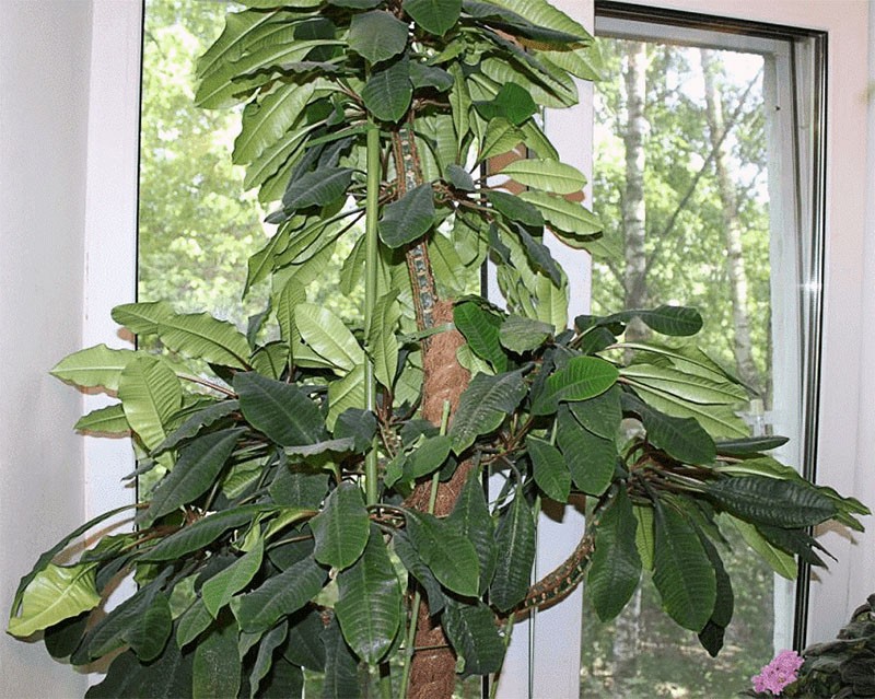 grande plante d'intérieur euphorbe à veines blanches