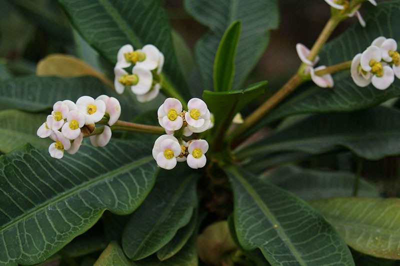 l'euphorbe est en fleurs