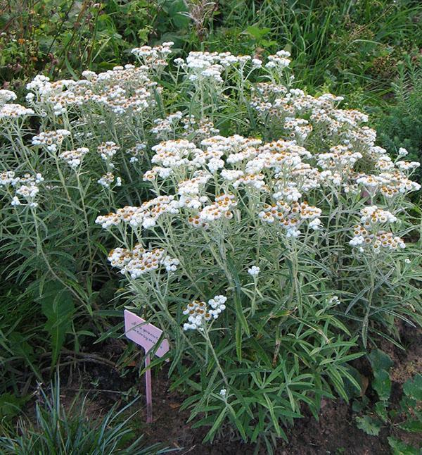 anapalis dans le parterre de fleurs