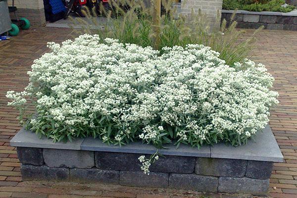 anaphalis sur un parterre de fleurs élevé