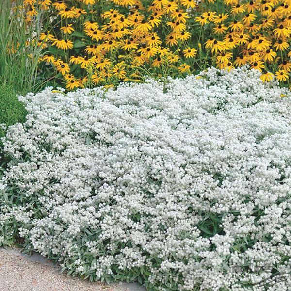 Anaphalis blanc comme neige dans le jardin