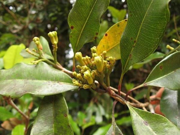 boutons de fleurs d'oeillets