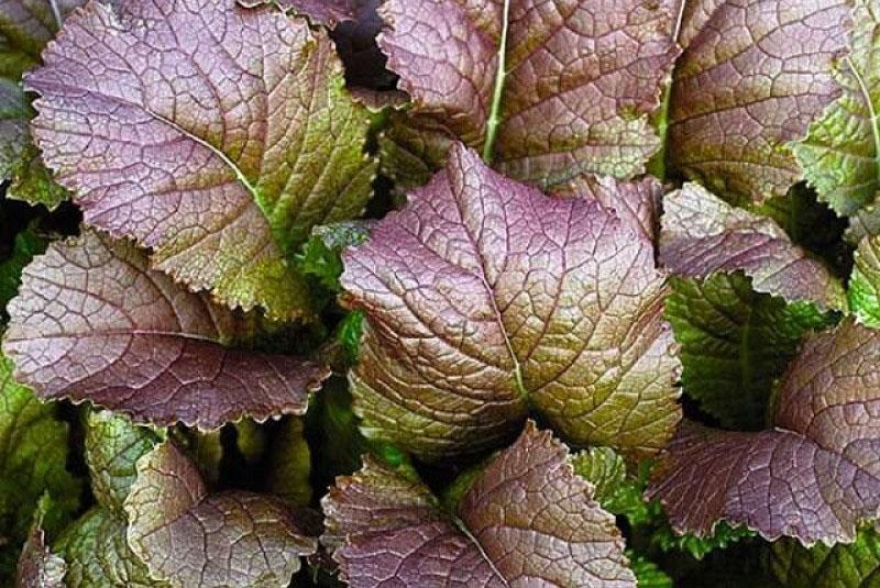 recettes de feuilles de moutarde pour l'hiver