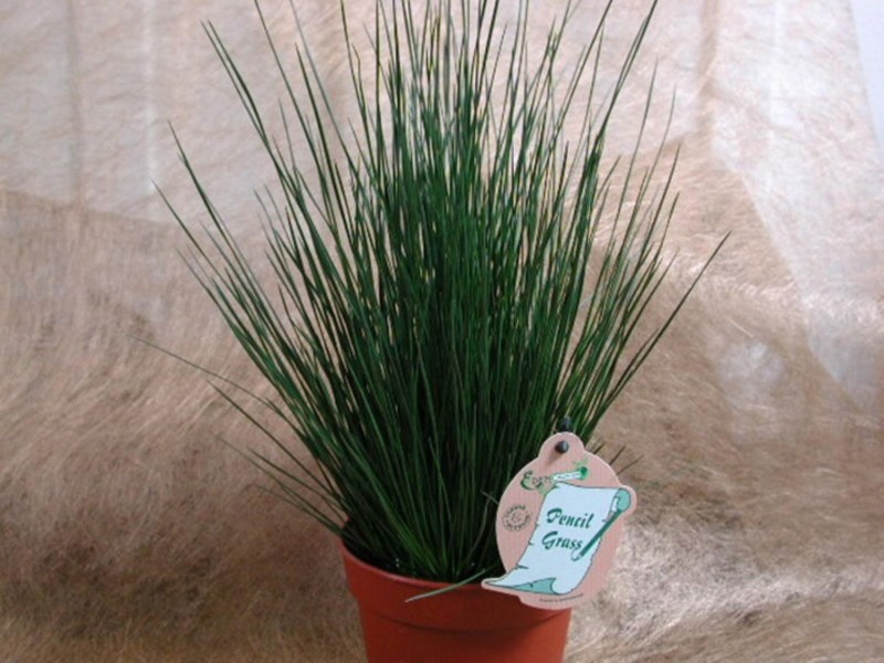 grupa erecta