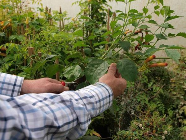 récolte des boutures vertes