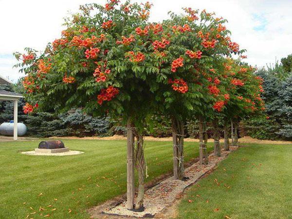 kampsis con forma de árbol