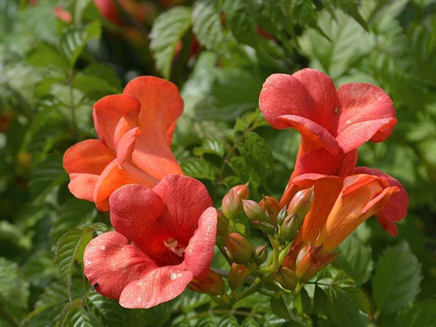 floraison luxuriante lorsqu'elle est correctement plantée