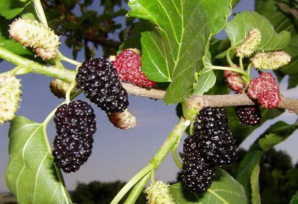 variété de mûrier noir