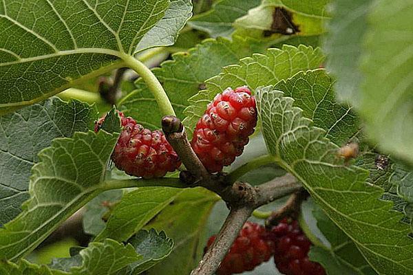 mûrier rouge