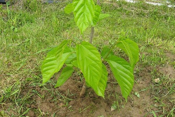 jeune arbre