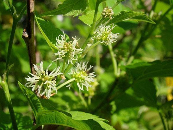 fleurs de mûrier