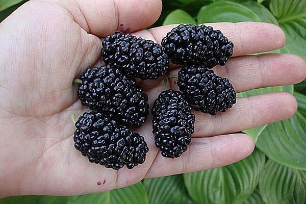 gros fruits de mûrier