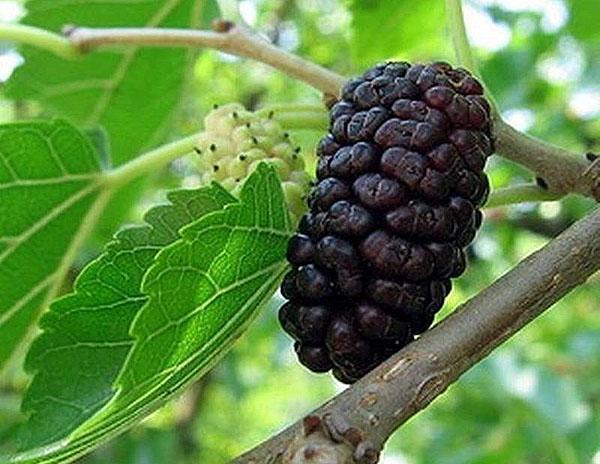 variété baronne noire