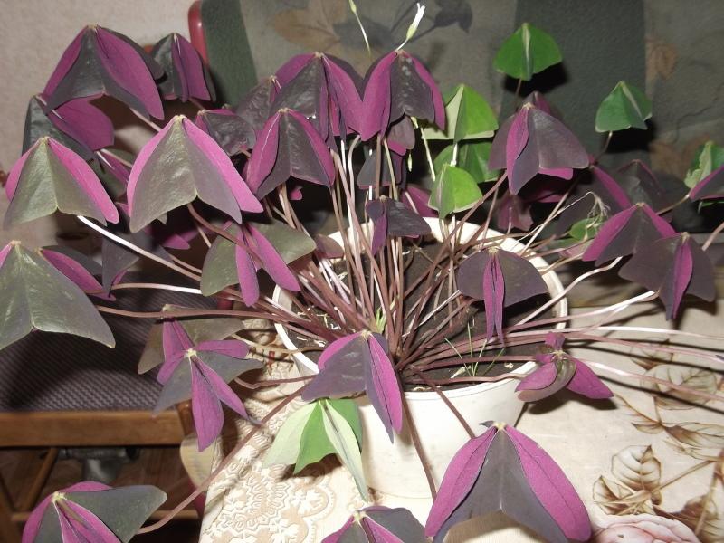 oxalis con hojas cerradas