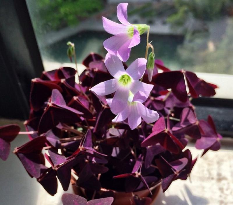 oxalis en flor