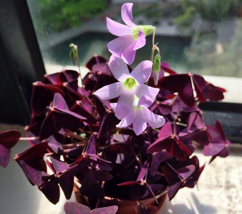 oxalis en fleurs