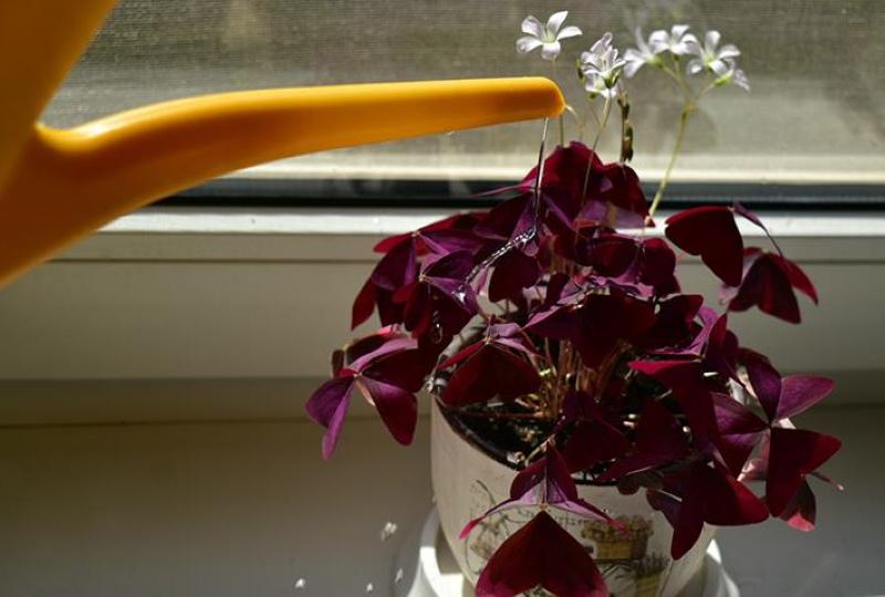 cómo cuidar la habitación oxalis
