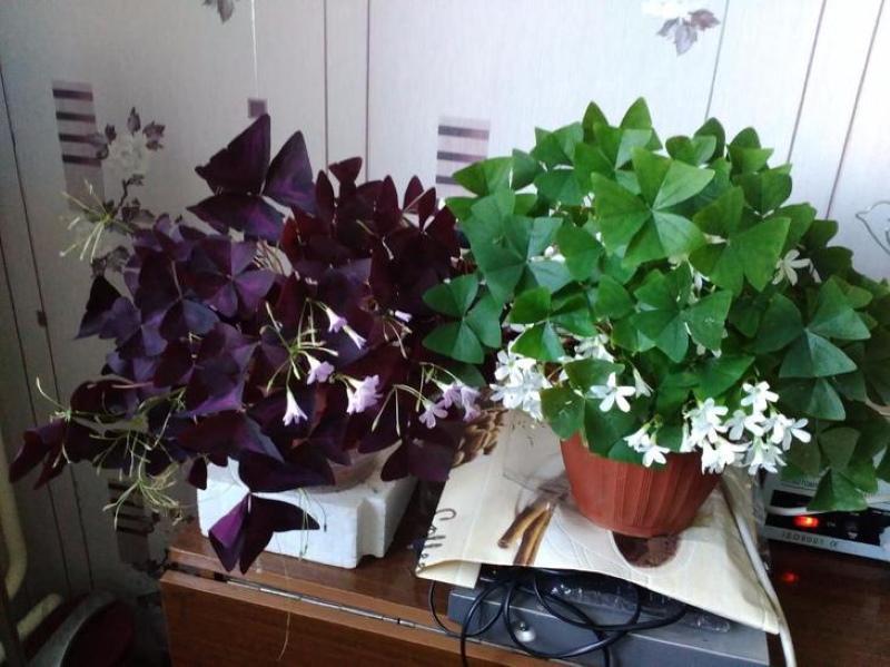 cuidado en el hogar de oxalis