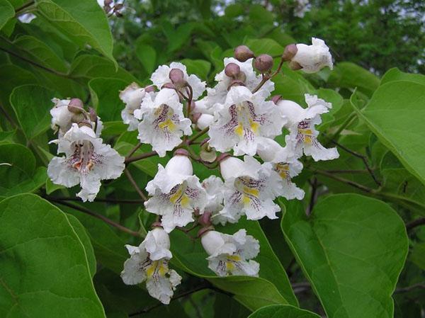 catalpa florece