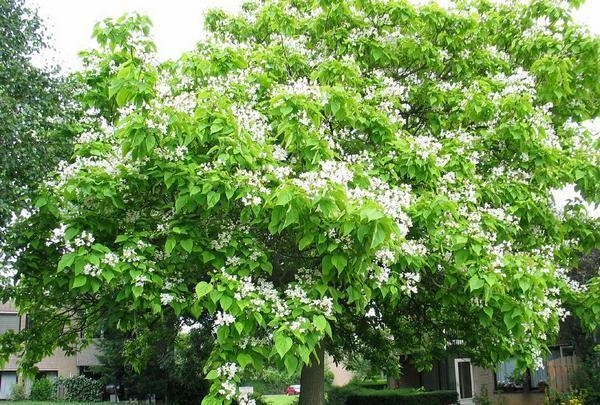 árbol catalpa